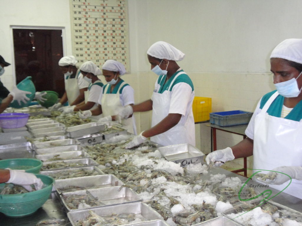 cuttlefish ceylon foods exports sri lanka ceyfoods seafood processor exporter