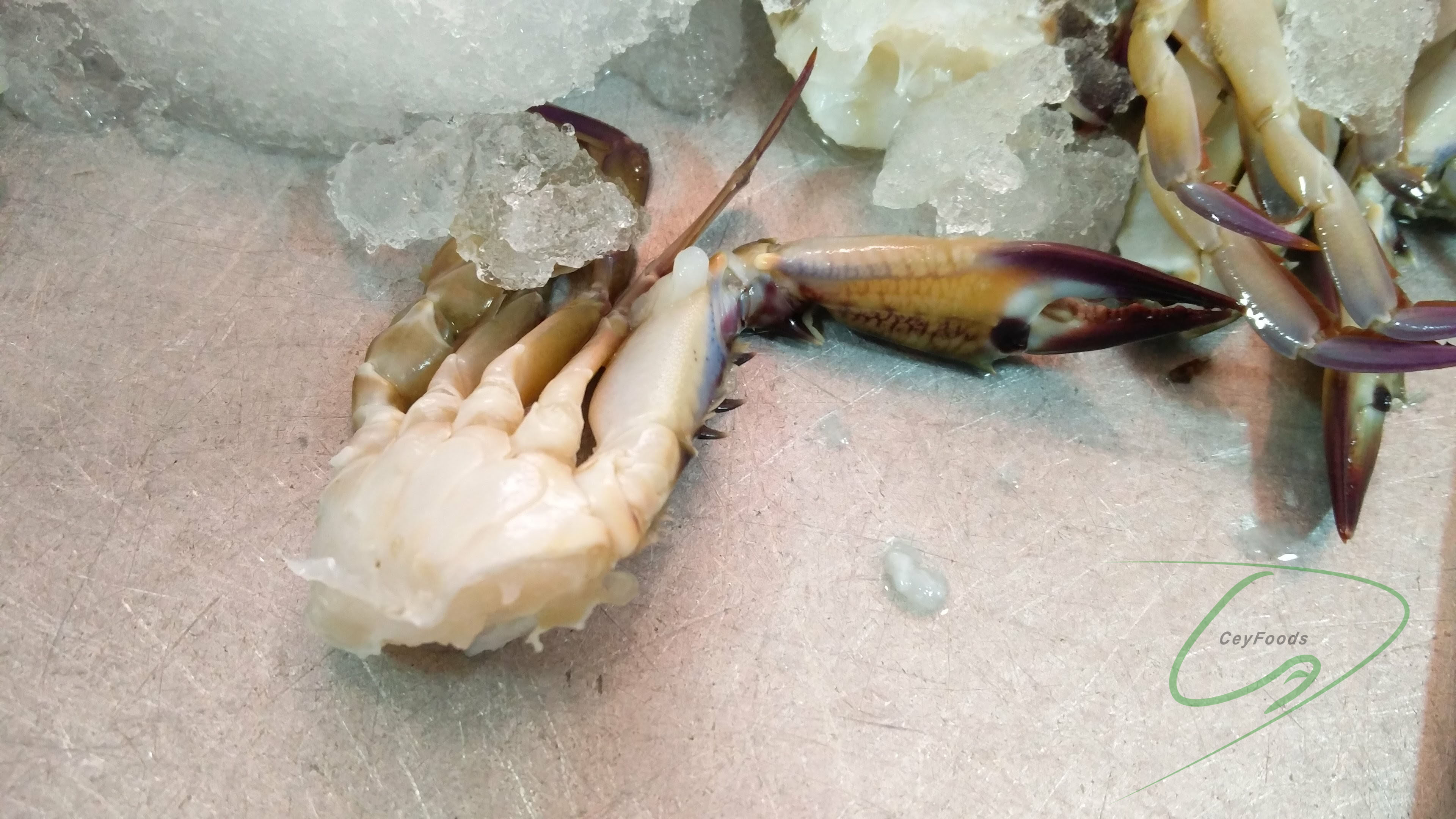 swimming crab ceylon foods exports sri lanka ceyfoods seafood processor exporter