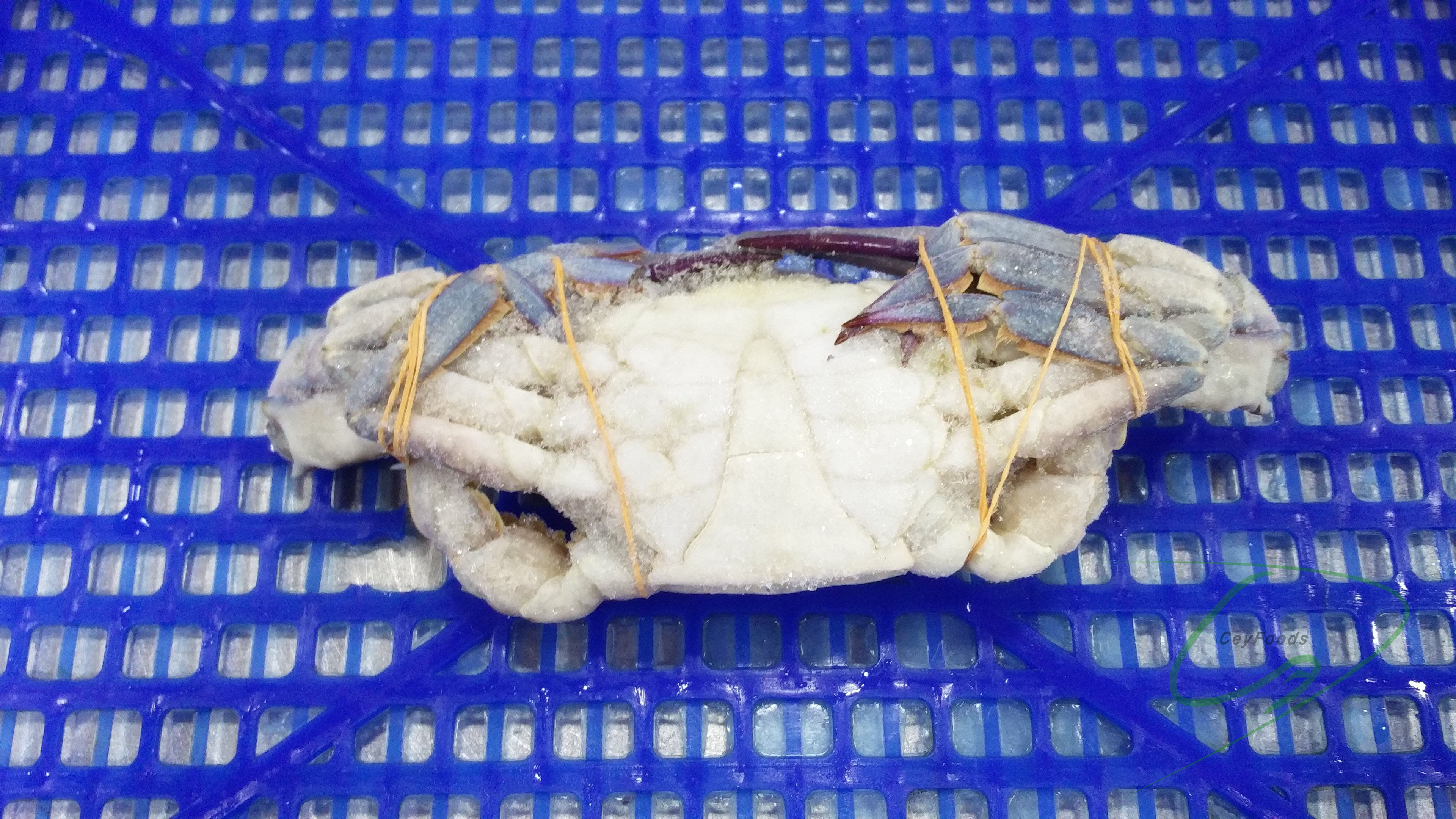 swimming crab ceylon foods exports sri lanka ceyfoods seafood processor exporter