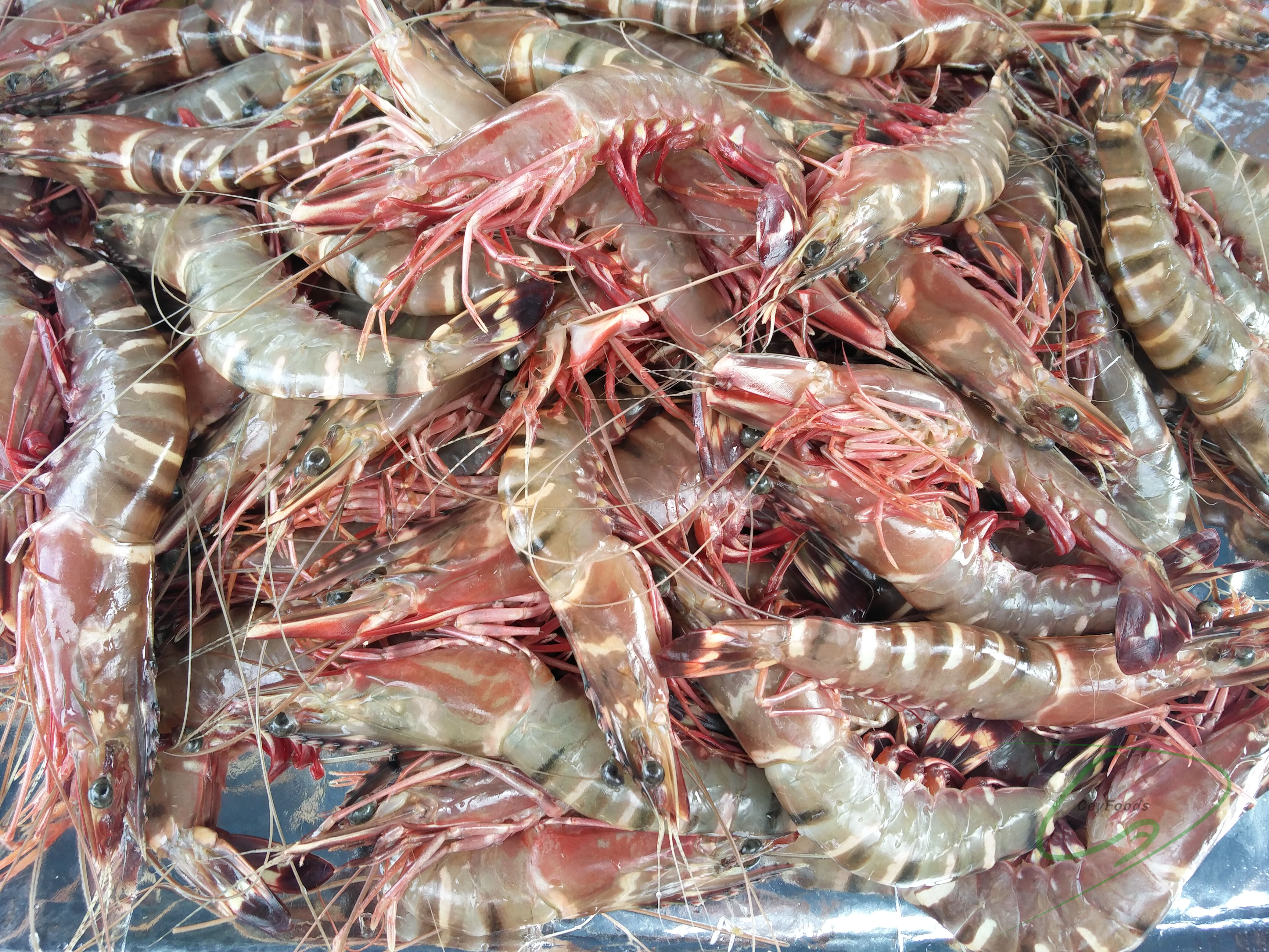 shrimp ceylon foods exports sri lanka ceyfoods seafood processor exporter